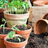 Kako uzgajati i presađivati ​​rasad paradajza